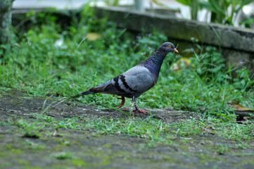 Fototapeta premium Gray doves are looking for food in the yard