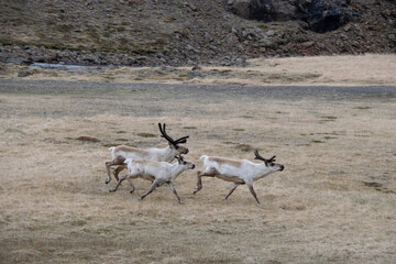 antelope in the savannah