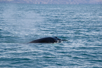 Fototapeta premium dolphin in the water