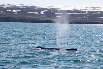 dolphin jumping out of water