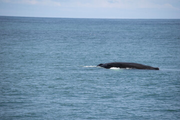 Fototapeta premium humpback tail