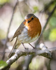 English Robin