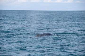 Fototapeta premium dolphin in the water