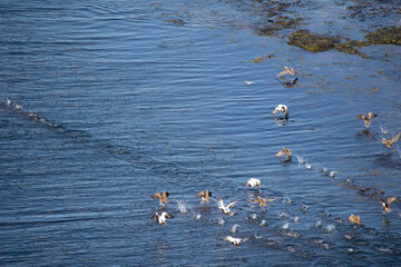 flock of seagulls