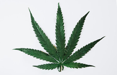 Herbal medicine herb plant. Green cannabis leaf.  of marijuana on a green, yellow, red background.