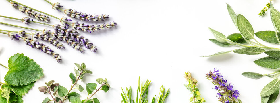 Fresh aromatic herbs panorama with lavender and a place for text, shot from above on a white background with copy space