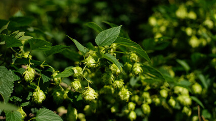 Green hop cones close up