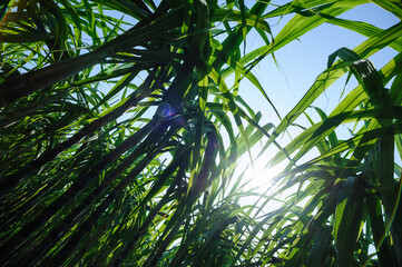 Fototapeta na wymiar Sugarcane plants growing at field