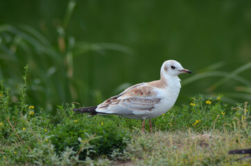 seagull on a background of green grass, close up 