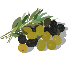 Vector isolated illustration of olive branch. Green and black olives. Olive leaves. With a shadow. Flat style.