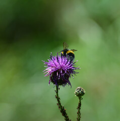 bumblebee collects nectar on a purple thistle flower on a green background, close-up