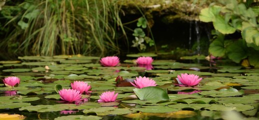 Pond with pink water lily flowers summer garden with small waterfall.