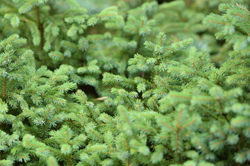Spruce green background, natural background, evergreen background for christmas.
