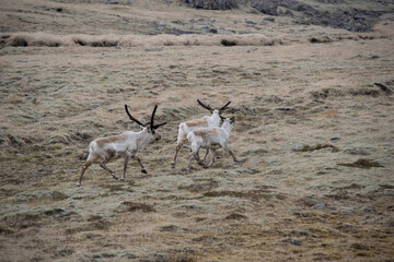 deer in the desert