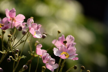 Fototapeta na wymiar Anemone japonica blooming floral anemone background with space for text.
