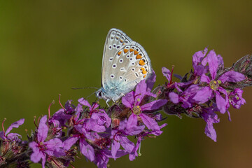 Aricia agestis, the brown argus, is a butterfly in the family Lycaenidae. It is found throughout the Palearctic realm, north to northern Jutland (Denmark) and east to Siberia and the Tian Shan.