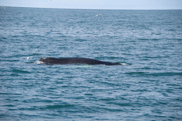 Fototapeta premium dolphin in the water