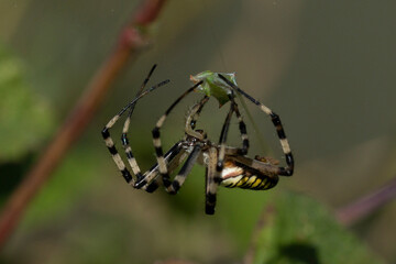 Argiope aurantia
