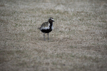 black crowned crane