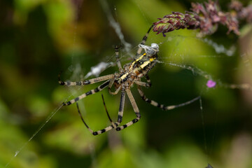 Argiope aurantia