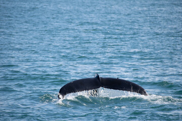 Fototapeta premium dolphin in the water