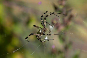 Argiope aurantia