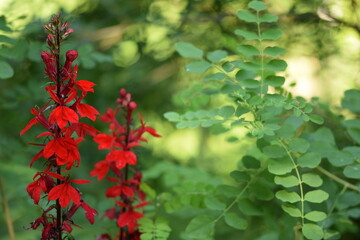 Scarlet lobelia flowers on green garden background.