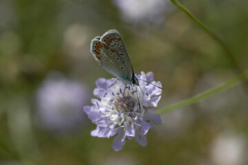 Aricia agestis, the brown argus, is a butterfly in the family Lycaenidae. It is found throughout the Palearctic realm, north to northern Jutland (Denmark) and east to Siberia and the Tian Shan.