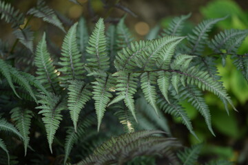 Fototapeta na wymiar Japanese painted fern, decorative fern in garden, leaf closeup.