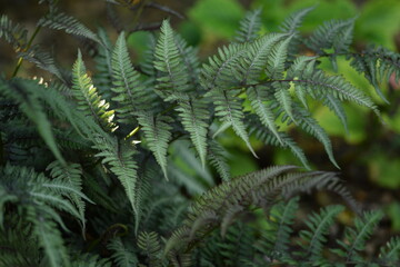Naklejka na ściany i meble Japanese painted fern, decorative fern in garden.