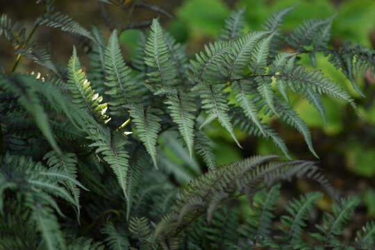 Japanese painted fern, decorative fern in garden.