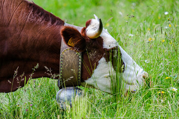 Vache de Haute-Savoie