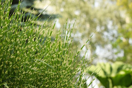 Eulalia 'Zebrinus' grass leaves on bokeh garden background.