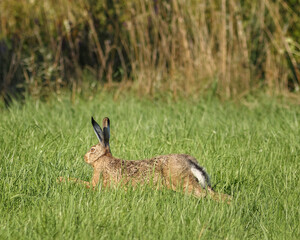 rabbit in the grass