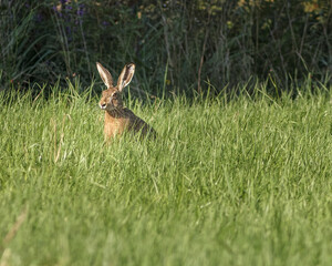 rabbit in the meadow