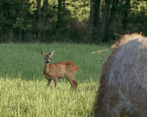 deer in the forest