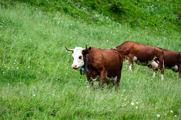 Fototapeta na wymiar Vache de Haute-Savoie