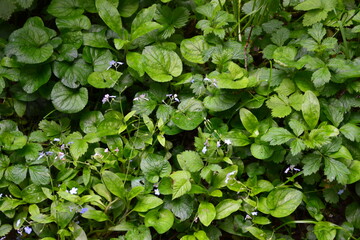 Fototapeta premium green leaves in the garden