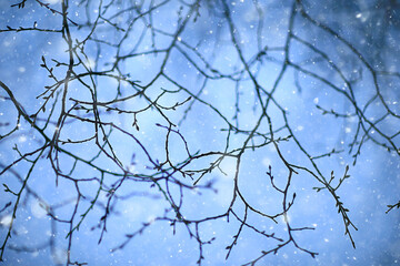 snowflakes branches winter abstract background, holiday new year, cold weather snow