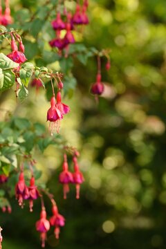 Fuchsia blossoms on bokeh background, vivid floral background.