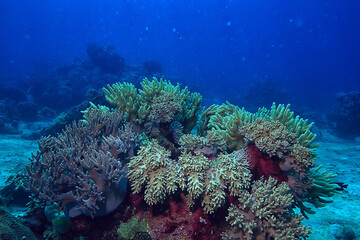Fototapeta na wymiar gorgonian large branching coral on the reef / seascape underwater life in the ocean