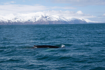 humpback whale tail