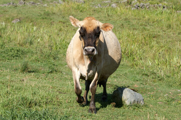 Very pregnant jersey cow in Vermont