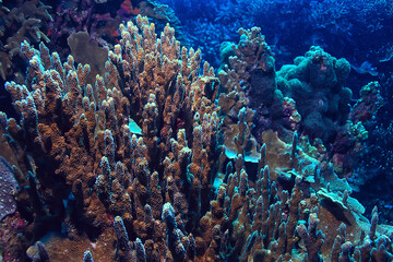 underwater world / blue sea wilderness, world ocean, amazing underwater