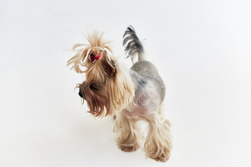 a small dog hairstyle for animals isolated background