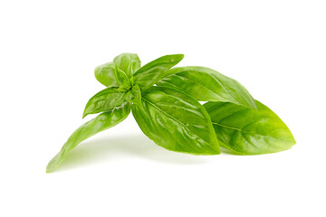 Basil herb leaves isolated on white