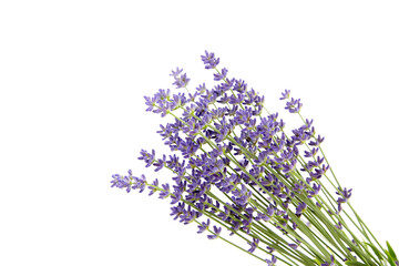 Bunch of purple lavender flowers isolated on white background