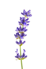 Fresh lavender flower isolated on white background, macro