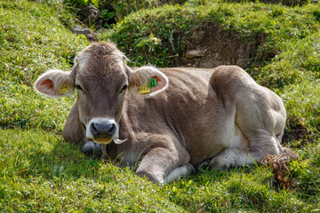 Junge Kuh auf einer Wiese 