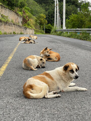 Strassenhunde am Stausee in Chalong Phuket